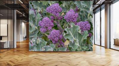 Purple sprouting broccoli - fresh greens in the garden. Wall mural