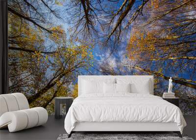 tree in autumn Wall mural