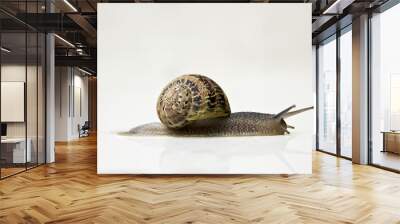 white background in snail Wall mural