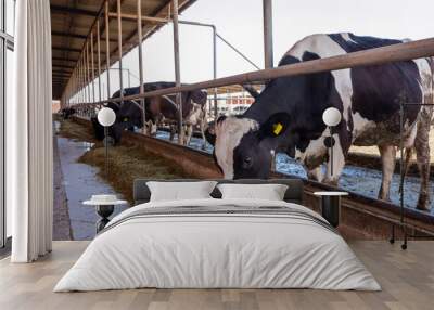 Dairy cows in a farm. Modern farm cowshed with milking cows eating hay Wall mural