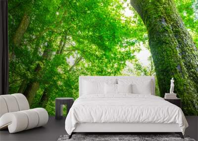 green forest in the morning Wall mural