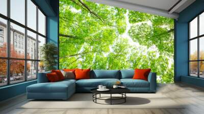 Green forest. Tree with green Leaves and sun light. Wall mural