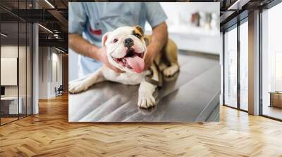 Cute dog on operating table in hands of vet Wall mural