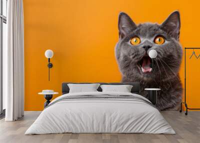 Surprised gray cat with wide eyes on an orange background Wall mural