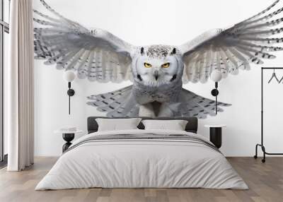 Snowy owl transparent background. Wall mural