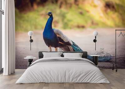 Peacock male outdoors Wall mural