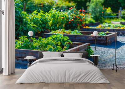 Community kitchen garden. Raised garden beds with plants in vegetable community garden. Wall mural