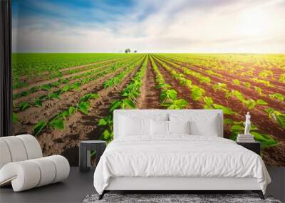 view of soybean farm agricultural field with sky, green agriculture background Wall mural