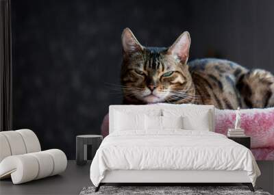 beautiful bengal cat portrait on pink cushion with grey background  Wall mural