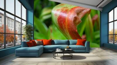 red and green tropical leaf background  Wall mural