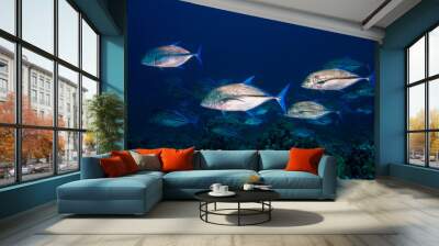 A few large Bluefin trevally fish (Caranx melampygus) swimming over the reef. Silver body with blue fins. Wall mural