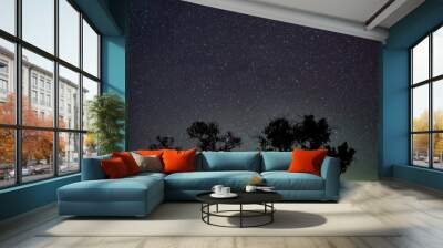 Silhouette of trees in front of dark night sky in southern hemisphere Australia Wall mural