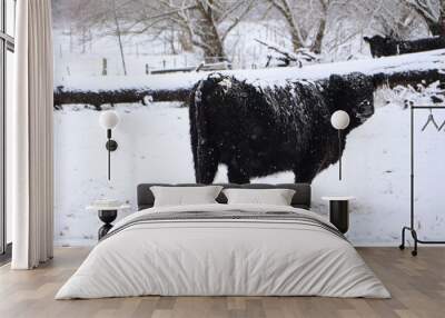 A wintry landscape featuring a black cow grazing in a snowcovered pasture under frosty conditions Wall mural