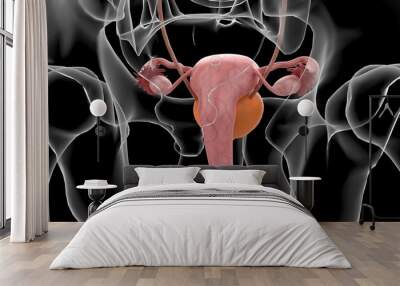 3D Illustration Female Urinary System With Uterus For Medical Concept Wall mural