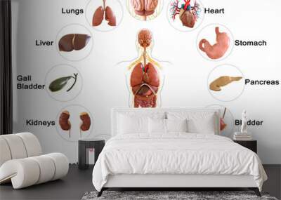 Human body internal organs anatomy 3D Rendering Wall mural