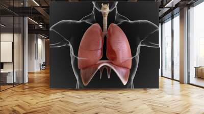 human lungs and respiratory system allow oxygen in the air to be taken into the body 3D Wall mural