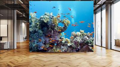 coral reef with hard corals and exotic fishes anthias Wall mural