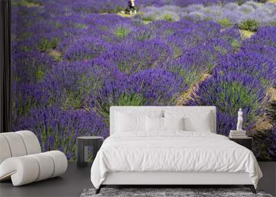 Picturesque meadow of blooming flowers of lavender, beauty of nature Wall mural