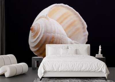 sea shell isolated on black background Wall mural