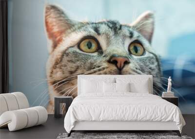 Beautiful grey cat Wall mural