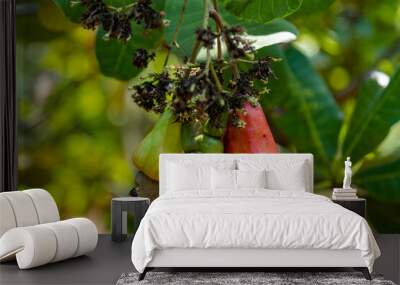 Cashew nut tree fruits cashew apple Wall mural