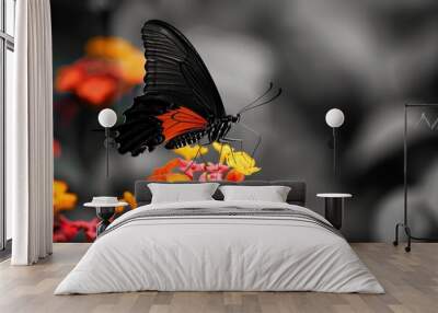 Butterfly Orange. Beautiful and Delicate Animal with Colourful Wings Wall mural