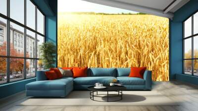 golden color agriculture field in sunset Wall mural