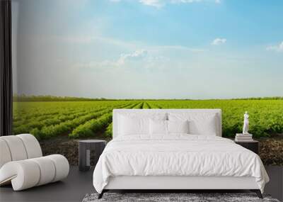 good sunset with clouds over agricultural green field with tomatoes Wall mural