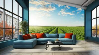 green agriculture field with tomatoes and sunset in blue sky with clouds Wall mural