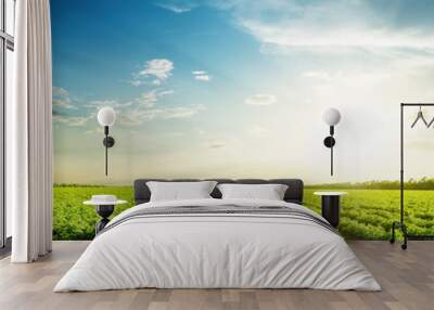 green agriculture fields and sunset in blue sky with clouds Wall mural