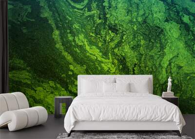 green algae on the surface of the water. flowering water as background or texture Wall mural