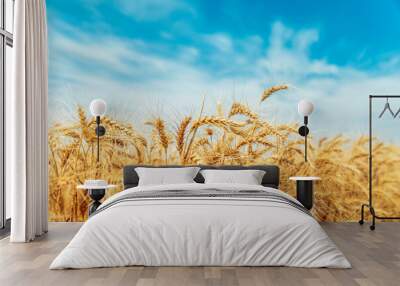 Yellow agriculture field with ripe wheat and blue sky with clouds over it. Wall mural