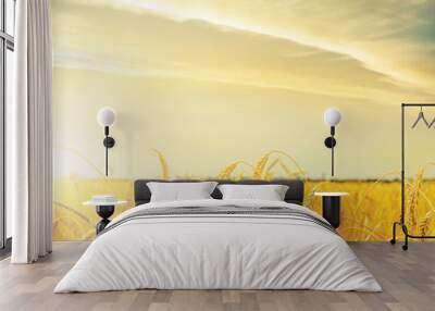 yellow sunset over golden color agriculture field Wall mural