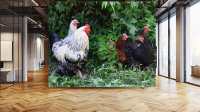 Rooster and hens on the green grass Wall mural