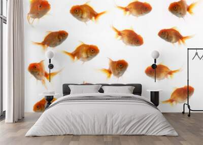 An image of much goldfish Wall mural