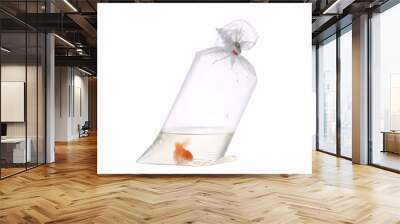 Gold fish in plastic bag Wall mural