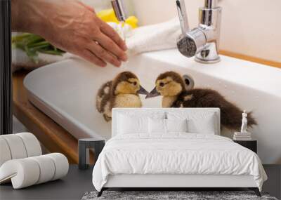 Yellow ducklings floats in clean water in bathroom sink. Wall mural