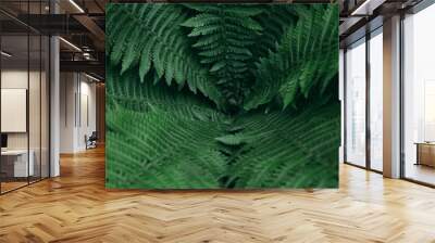 Dark fern background pattern Wall mural