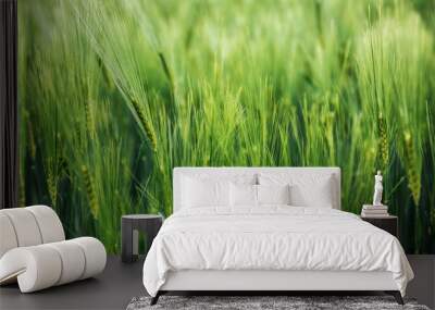 Green barley Wall mural