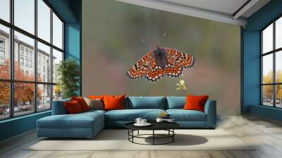 Beautiful nazuğum butterfly ; Euphydryas aurinia Wall mural