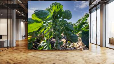 Macro shots of fresh Brussels sprouts. brussels sprouts background. Close-up of raw, fresh and whole brussels sprouts Wall mural