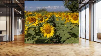 Sunflowers in the field close-up, agriculture, harvest, bright, beautiful, summer, spring, nature, village, yellow Wall mural