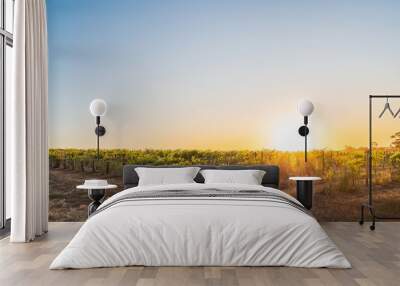 Barossa Valley wine region vineyards at sunset time, Tanunda, South Australia Wall mural