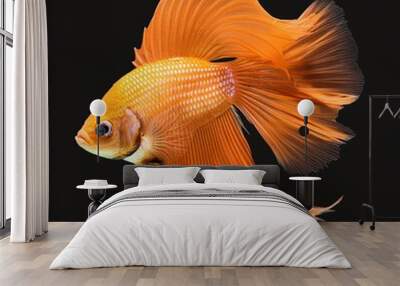 orange exotic fish on isolated background Wall mural