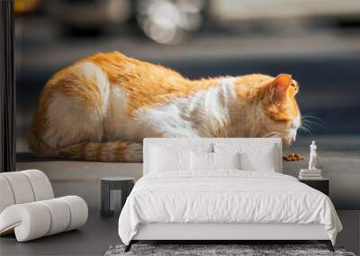 An adult ginger stray cat eating food in the street. Homeless abandoned hungry cat eating cat food given food by volunteers in Ankara. Wall mural