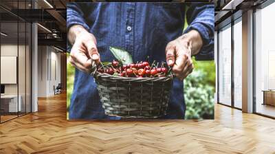 Farmer with cherries Wall mural