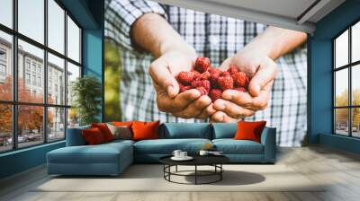 Farmer with raspberries Wall mural