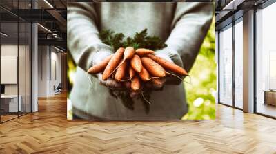 Fresh carrots in farmers hands Wall mural