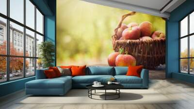 Freshly harvested apples Wall mural