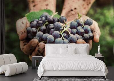 Grapes harvest Wall mural